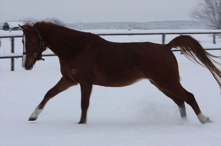 Anden særlig race Malou  billede 20