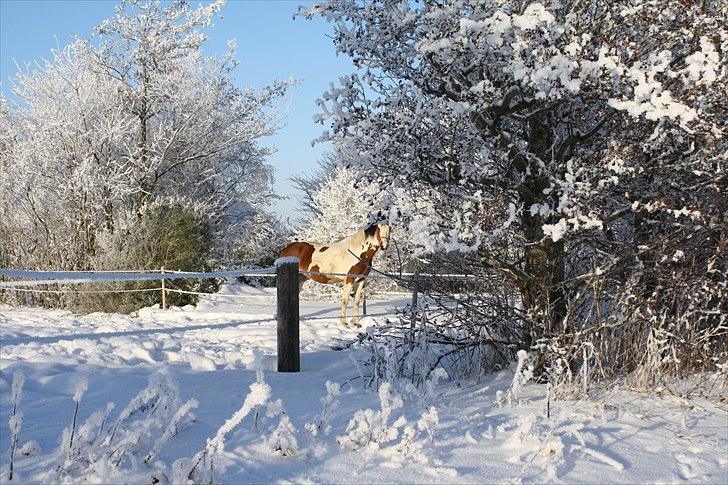 Pinto Painted Destiny billede 17