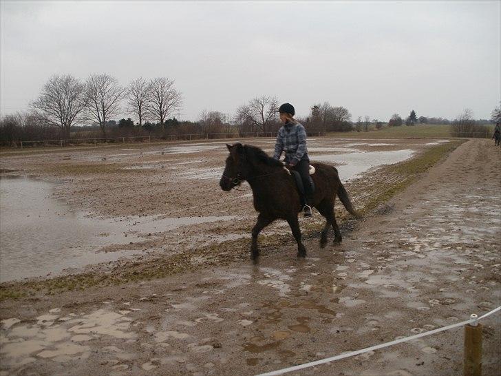 Islænder Djásni frá Fagranesi  billede 6