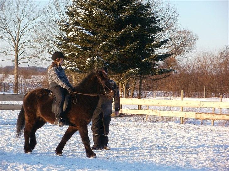 Islænder Djásni frá Fagranesi  - Bjarke undervigsing. billede 8