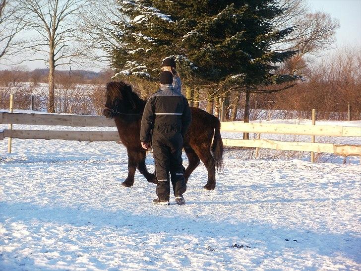 Islænder Djásni frá Fagranesi  - Bjarke undervigsing, billede 9