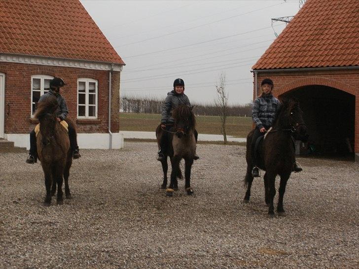 Islænder Djásni frá Fagranesi  billede 10