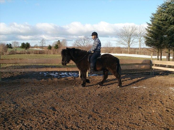 Islænder Djásni frá Fagranesi  billede 11