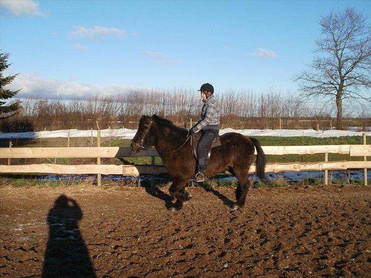 Islænder Djásni frá Fagranesi  billede 12