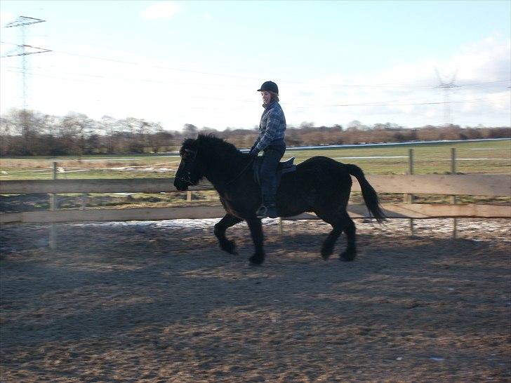 Islænder Djásni frá Fagranesi  billede 13