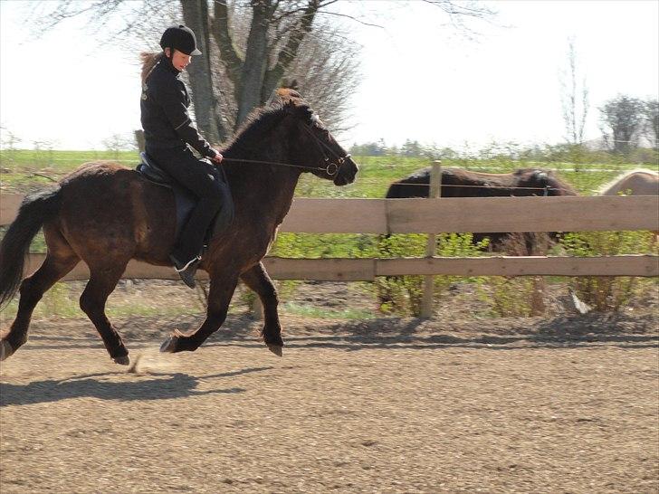Islænder Djásni frá Fagranesi  billede 14