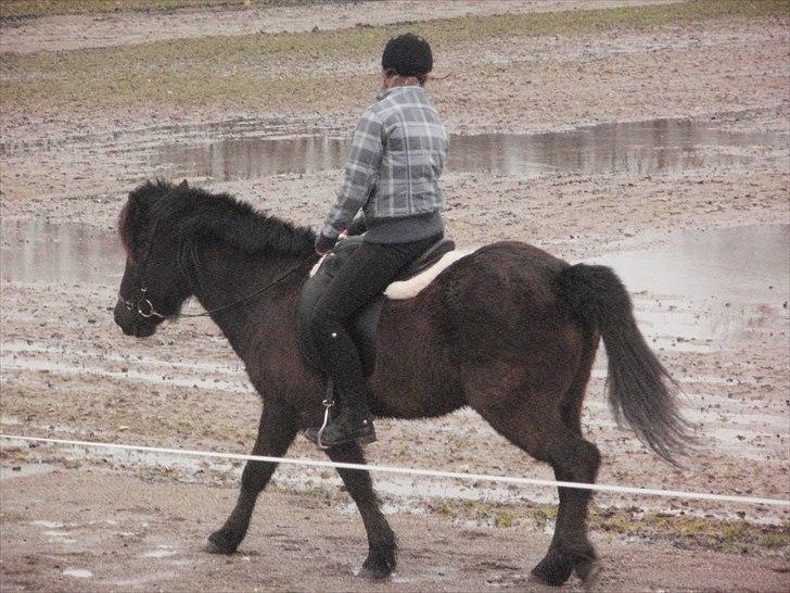 Islænder Djásni frá Fagranesi  billede 15