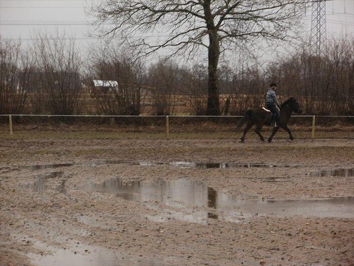 Islænder Djásni frá Fagranesi  billede 16