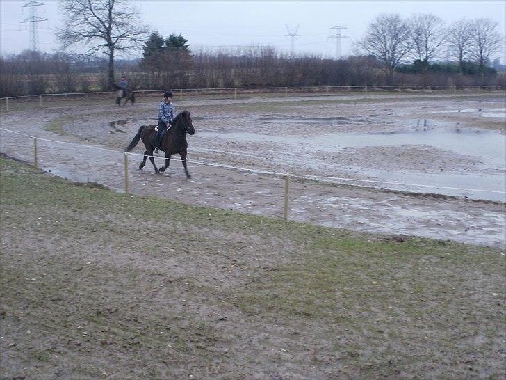 Islænder Djásni frá Fagranesi  billede 17