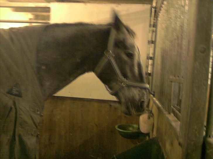 Knabstrupper valiente estrella (Villy) (RIP) d. 17/7-15 billede 2