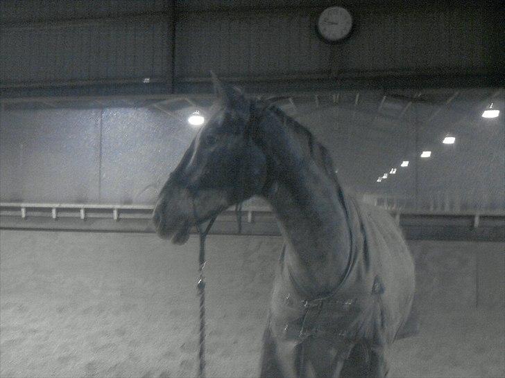 Knabstrupper valiente estrella (Villy) (RIP) d. 17/7-15 billede 3