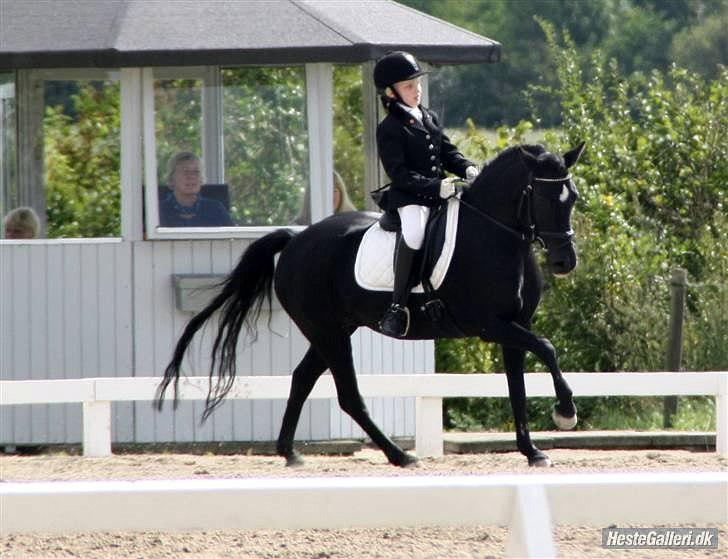 Anden særlig race Magic Manipu <3 - DM 2009 Sølv kat. 3 billede 5