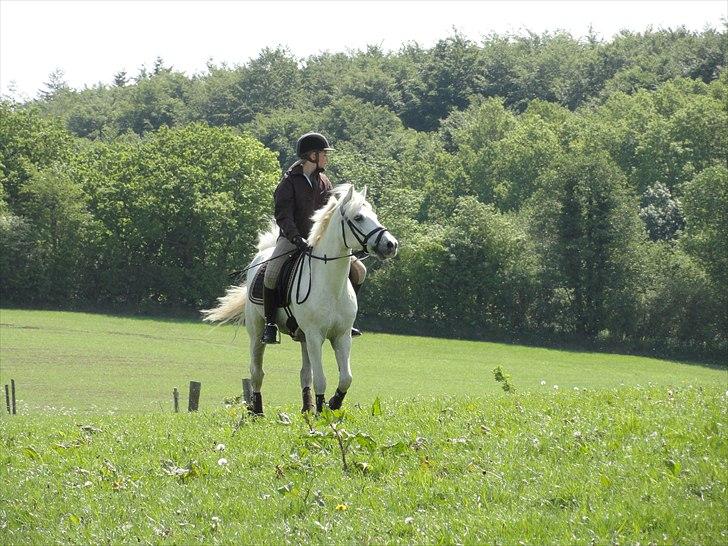 Connemara Nørlunds Trinity - Military træning d.21.5.11 <3 første gang vi begge prøver det ;D billede 1