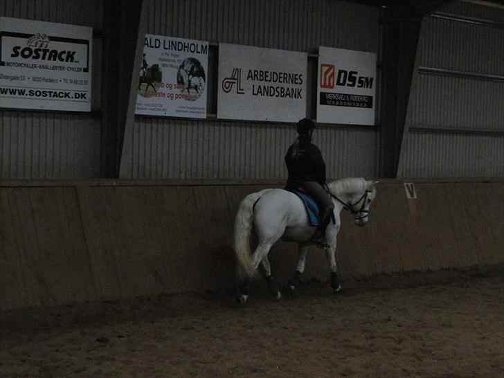 Connemara Nørlunds Trinity - Træning d.12.3.11 ;D gik rigtig godt!<3 billede 4