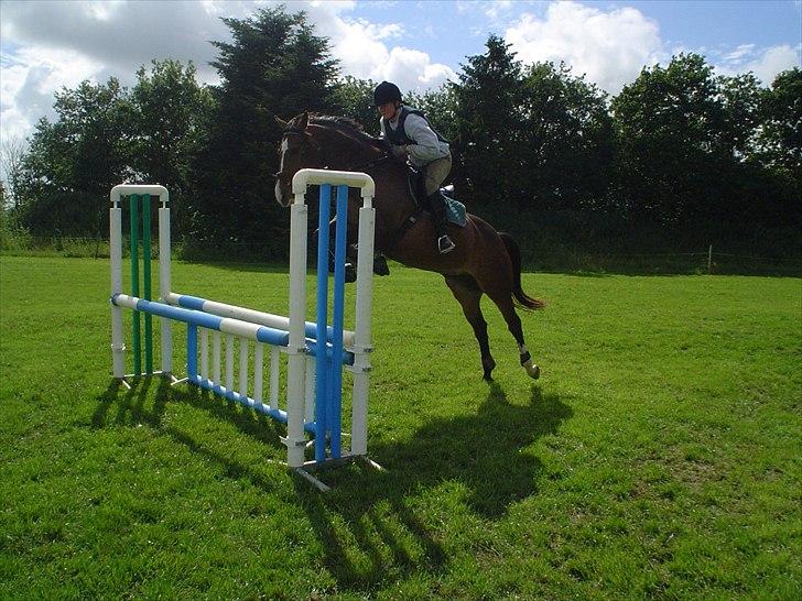 Dansk Varmblod Paula Skovgaard billede 15