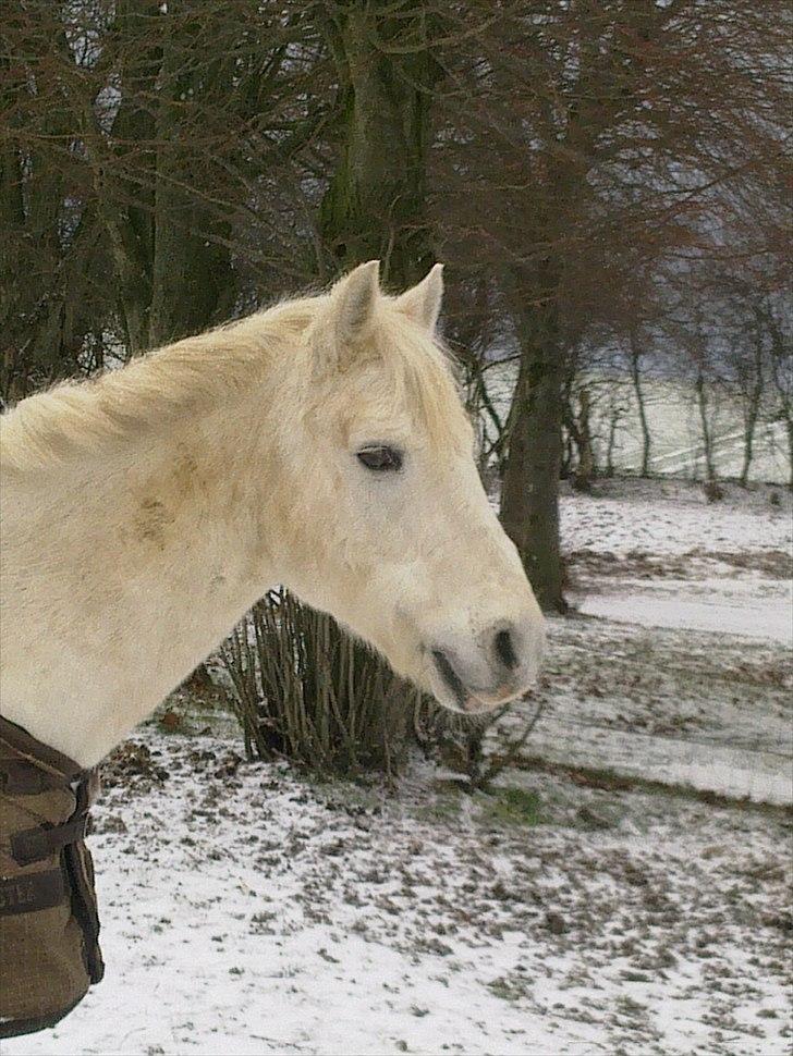 Connemara Nørlunds Trinity billede 11