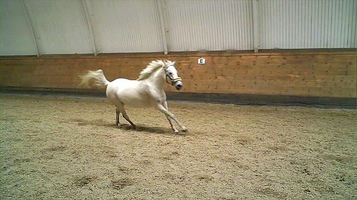 Anden særlig race Chapplin <3 Solgt :-( billede 11