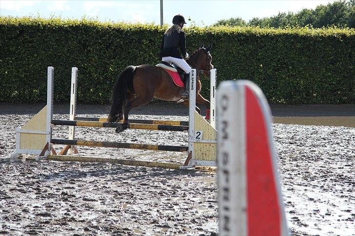 Anden særlig race Cherrie - stævne hos tina lund, 80 cm.<3<3 billede 15