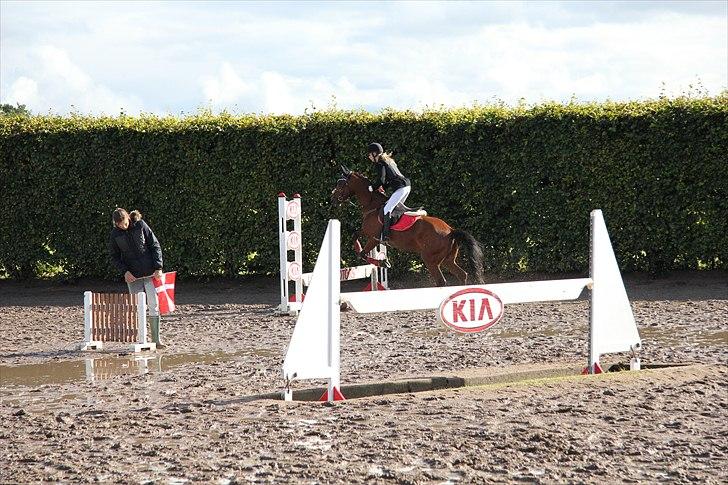 Anden særlig race Cherrie billede 16