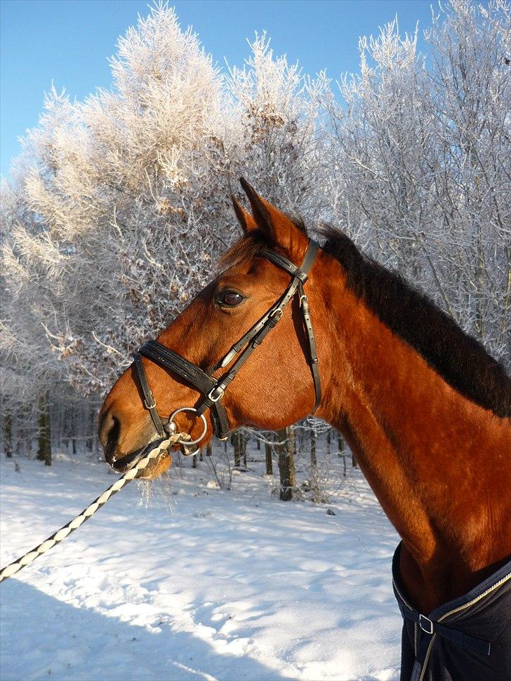 Traver Union Booster - vinter 10/11.  billede 6