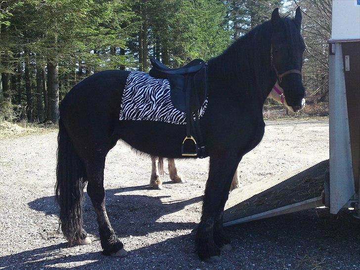 Frieser Tonja billede 8