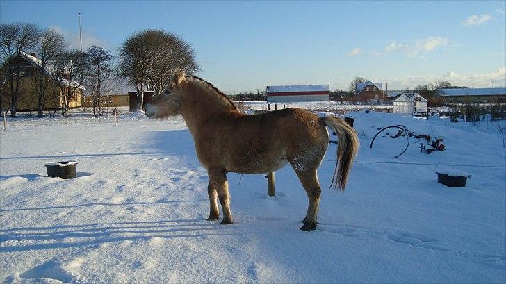 Fjordhest Flicka Solgt billede 12