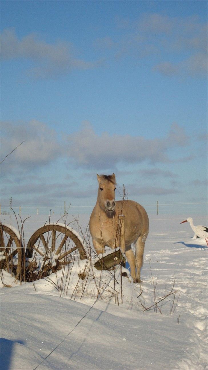 Fjordhest Flicka Solgt billede 13