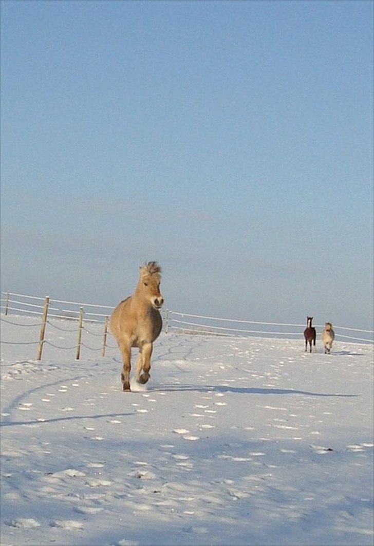 Fjordhest Flicka Solgt billede 14