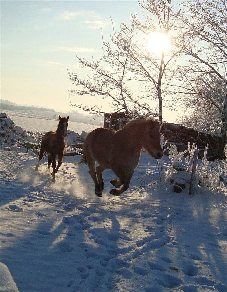 Fjordhest Flicka Solgt billede 15