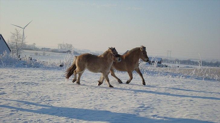 Fjordhest Flicka Solgt billede 16