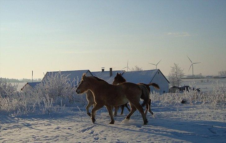 Fjordhest Flicka Solgt billede 18