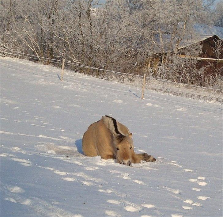 Fjordhest Flicka Solgt billede 19