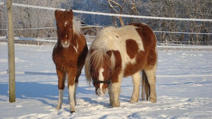 Anden særlig race smorup's Star  billede 15
