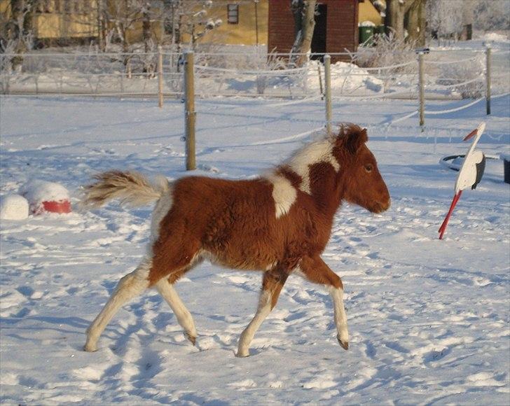 Anden særlig race smorup's Star  billede 16