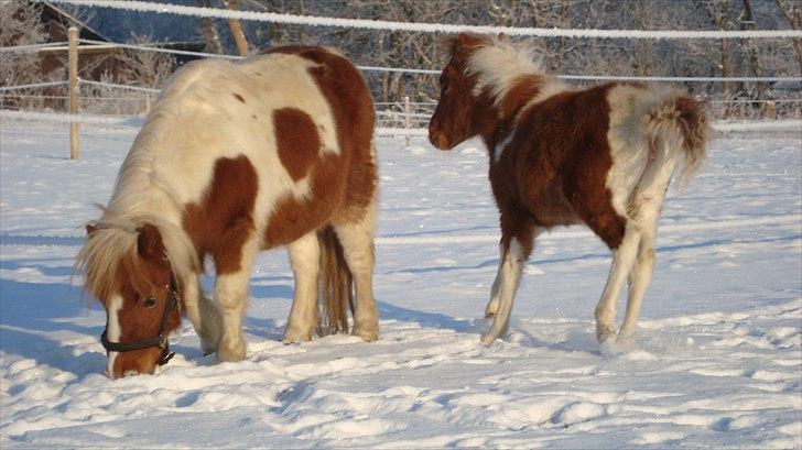 Shetlænder Sabine ( Bine )  billede 19