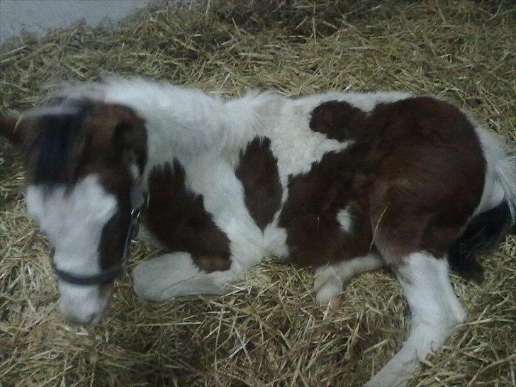 Pinto Hania billede 1