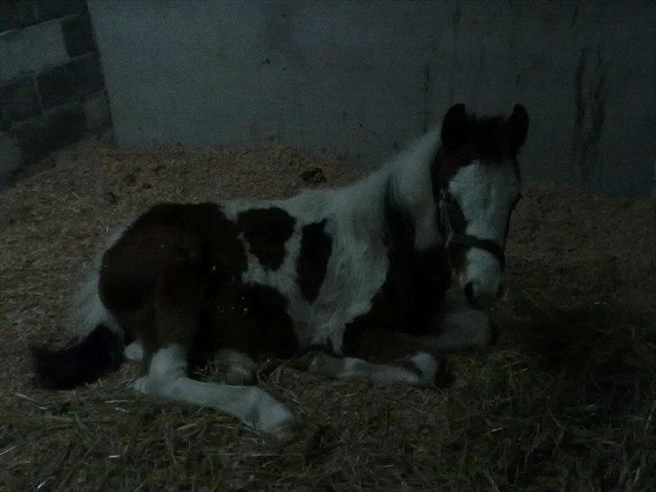 Pinto Hania billede 2