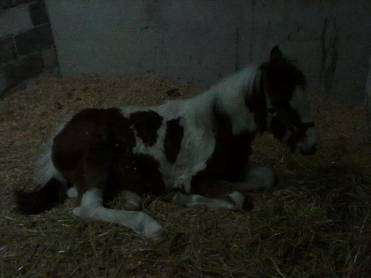 Pinto Hania billede 3