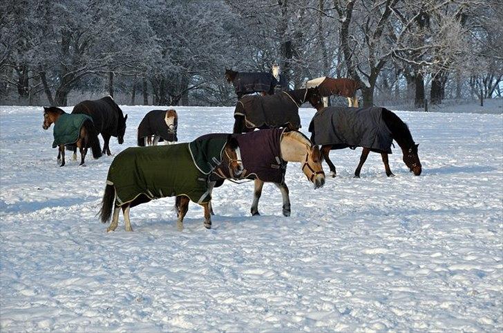Hollandsk Sportspony Lucky - Lucky og boris går sammen på folden.. (min pony er så flot, specielt med sådan en lækker grøn hals ;) billede 17