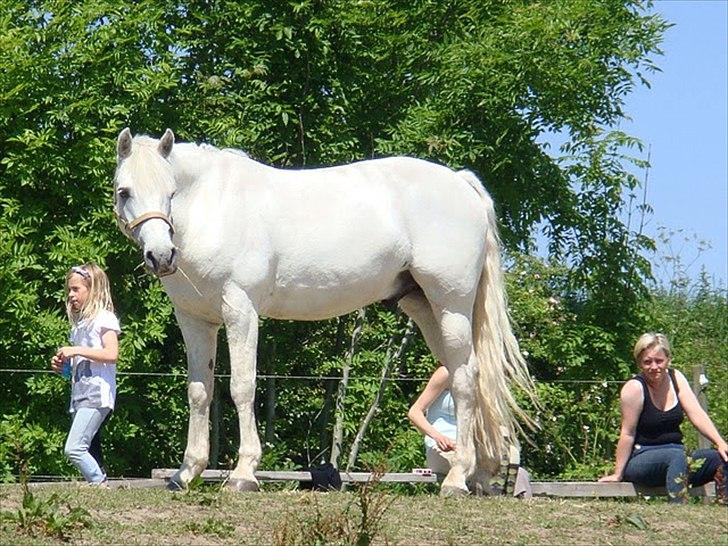 Connemara Nørlunds Trinity - Den smukke pony på fold! <3 billede 14