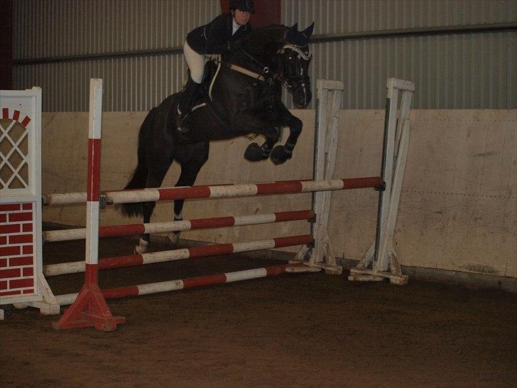 Selle Francais Katangas De Breve * Den bedste af alle, min drøm - Stævne d. 20 november 2010 100cm billede 15