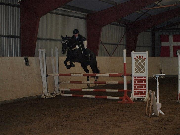 Selle Francais Katangas De Breve * Den bedste af alle, min drøm - Stævne d. 20 november 2010 100cm billede 17