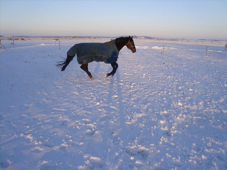 Dansk Varmblod Chardonnay - Fuld fart frem ad billede 5