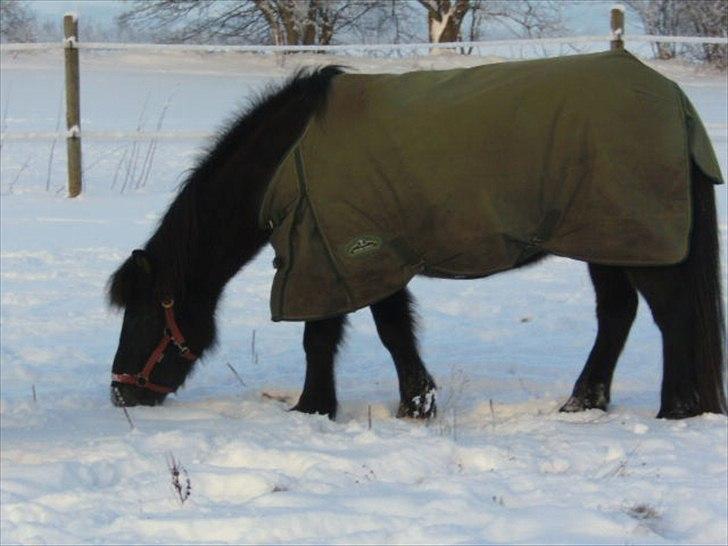 Islænder Gæfa fra Hejelte  billede 18