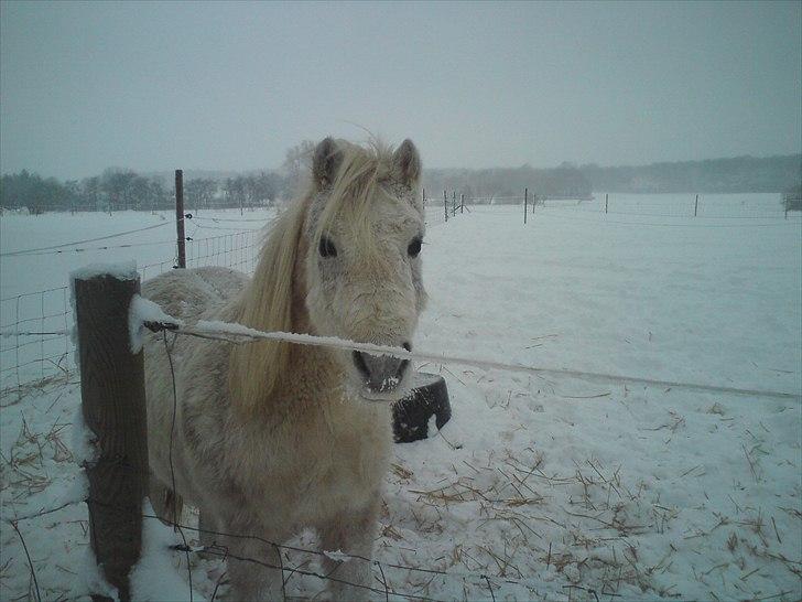 Anden særlig race Merrylegs billede 2