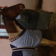 Pinto Araber Narnia Lobo (HImmelhest)