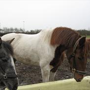 Pinto Araber Narnia Lobo (HImmelhest)