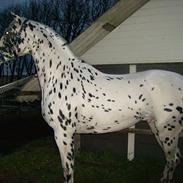 Knabstrupper SARTOS COMBAT WARRIOR II