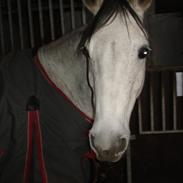 Arabisk fuldblod (OX) Ikana