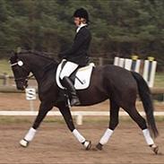 Oldenborg Frijsenvangs Mille SOLGT